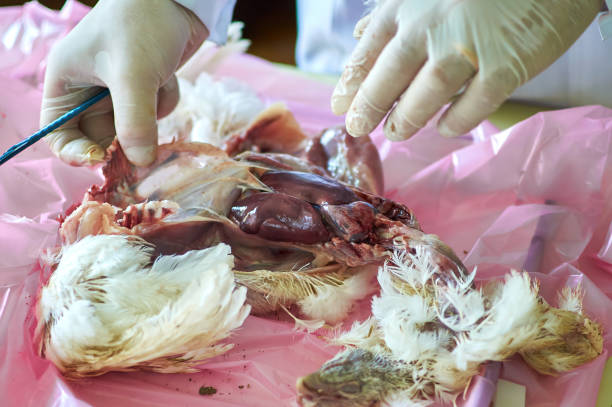 istock Performing Poultry Necropsy by veterinarian researcher. post-mortem dissection 1330262405