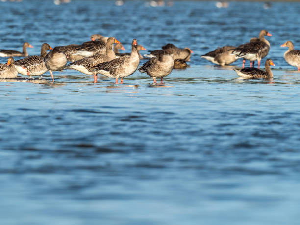 istock Flock of greylag geese 1330262415