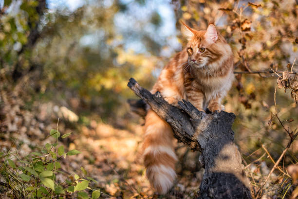 istock A big maine coon kitten sitting on a tree. 1330264925