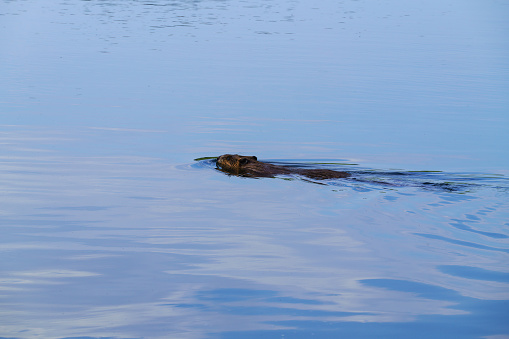 Busy Beaver Swimming Across Lake - Animal in natural wild mountain lake environment.