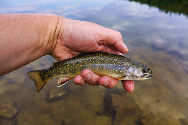 istock Brook Trout with Colorful Markings 1330266224