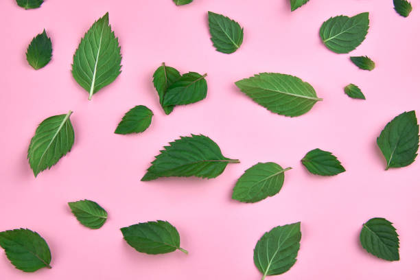 istock Fresh mint leaves on a pink background. 1330266789