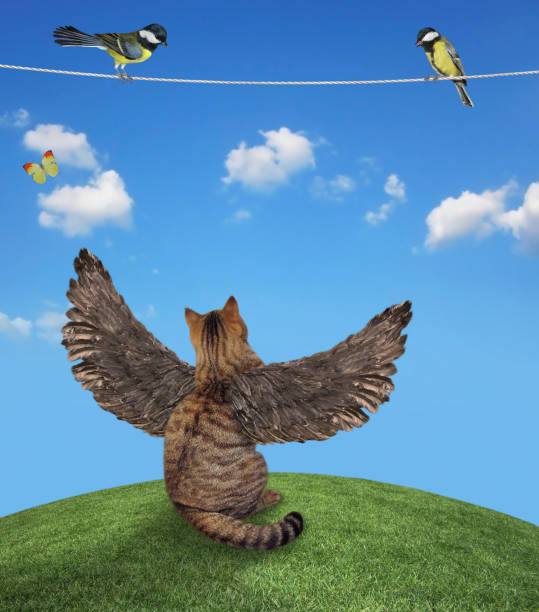 istock Cat with wings looks at birds 2 1330266936