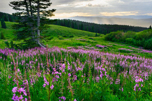 istock Pink Fireweed Wildflowers in Mountain Meadow 1330266964