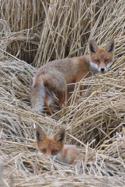 istock Two young foxes in a wheat field 1330268005