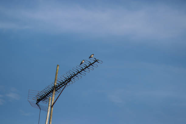 istock Two sparrows perched on a tv antenna against bright blue sky background in the morning 1330270089