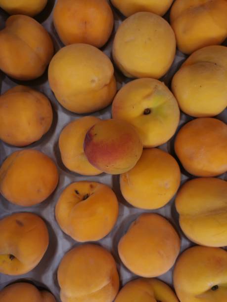 istock Giant apricots for comparison and a normal apricot next to it 1330270872