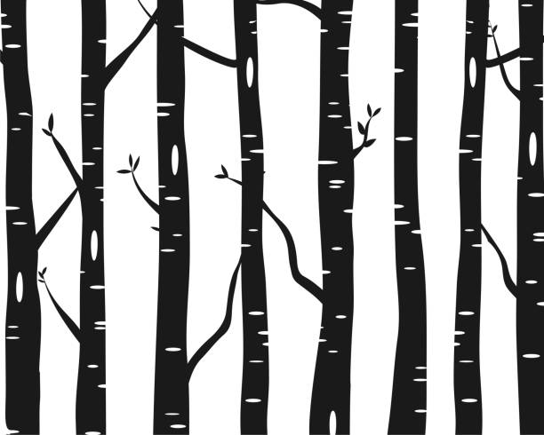 6,100+ Birch Tree Silhouette Stock Photos, Pictures & Royalty-Free Images -  Istock | Birch Trees