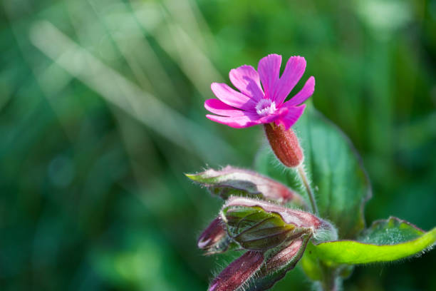 Close up of a beautiful little pink Red Campion flower (Silene dioica) on a simple stem, surrounded by leaves and buds, against a green background.
