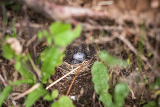 Hidden nest stock photo