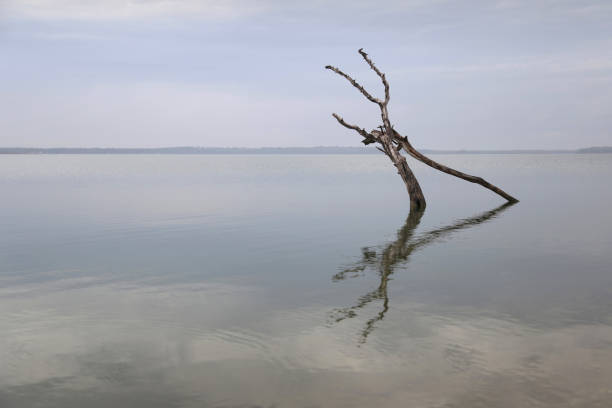 istock Driftwood on the lake 1330272852