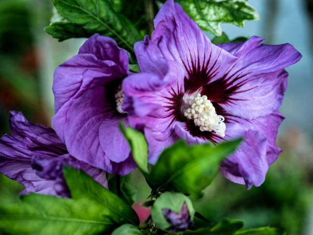 rosa viola dei fiori di sharon che crescono a seattle - seattle close up petal purple foto e immagini stock
