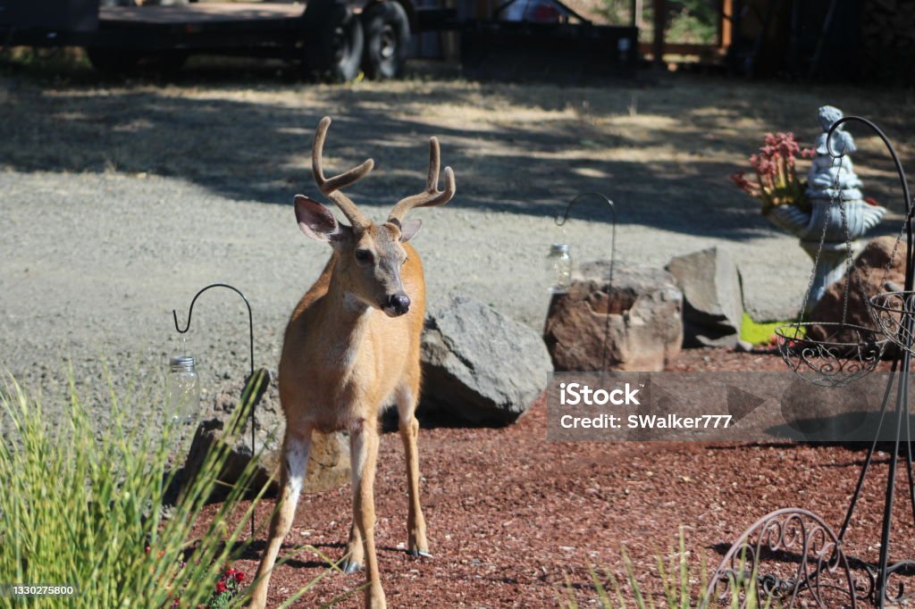 Deer on Property Assorted pictures of black tail deer on property near Springfield, OR. Eating Stock Photo