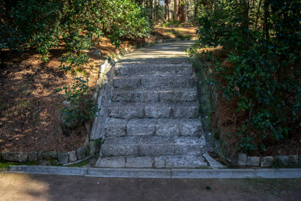istock concrete road in a pine forest 1330276135