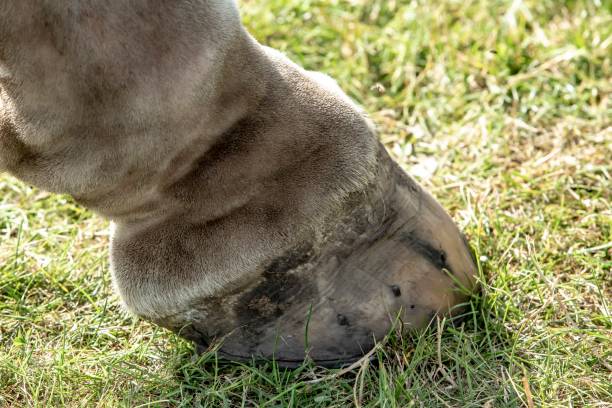 istock Draft Horse Hoof Close-Up. 1330276893
