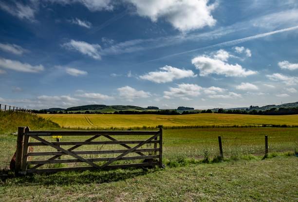 Summer Wheat Fields Of Fife, Scotland.