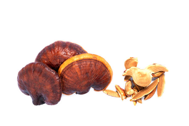 istock Fresh Lingzhi mushroom on white background. 1330277735