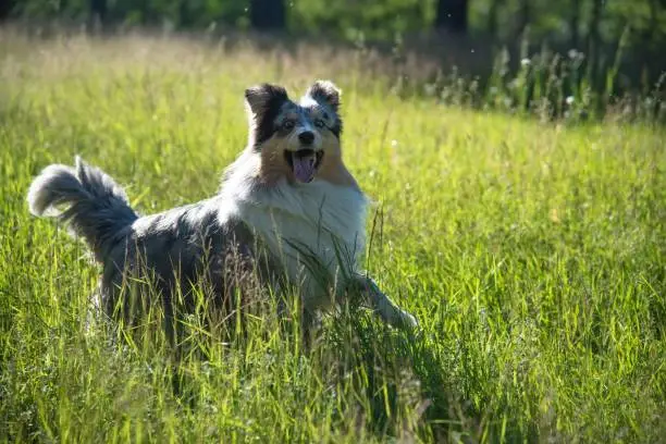 Photo of Cute Marble Dog Shetland Shepherd on Green Grass