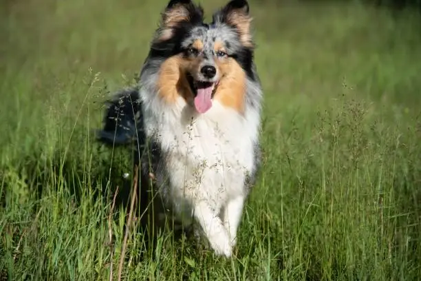 Photo of Cute Marble Dog Shetland Shepherd on Green Grass