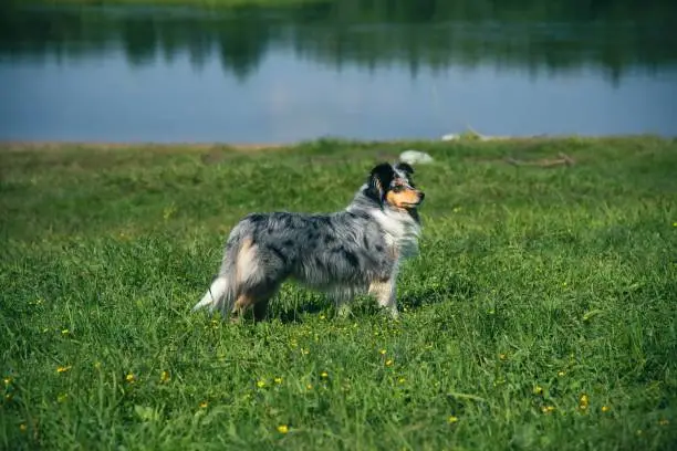 Photo of Cute Marble Dog Shetland Shepherd on Green Grass