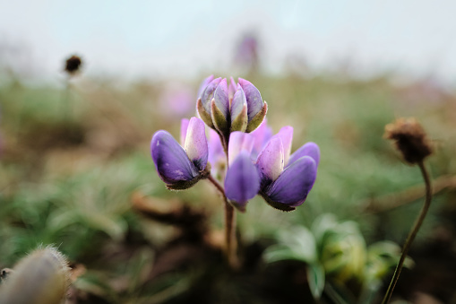 Purple and Pink Flower Buds sprouting at Point Reyes California in Point Reyes Station, California, United States