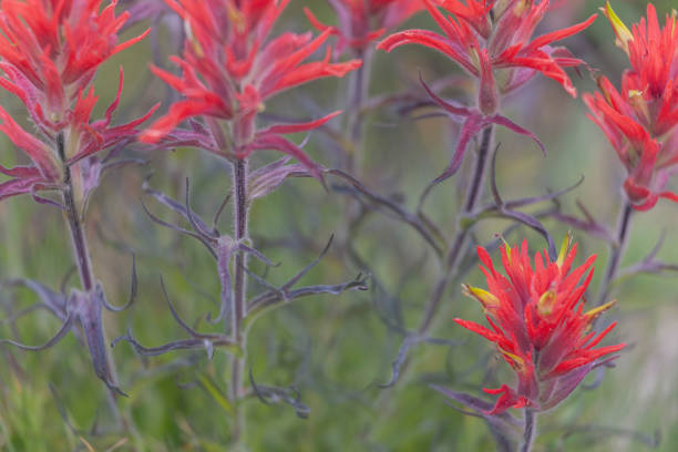 istock Wavy-Leaved Paintbrush, Ansel Adams Wilderness, California 1330278862