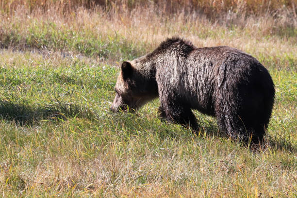 istock Back profile of a grizzly bear standing in grass 1330278915