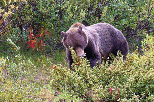 A grizzly bear standing and eating berries off a shrub.