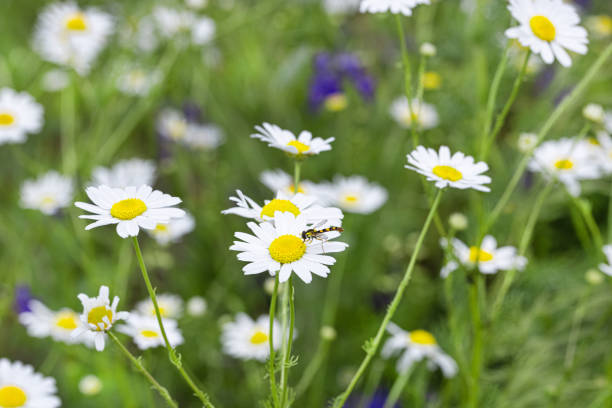 camomile field. Chamomile on a background of green grass.