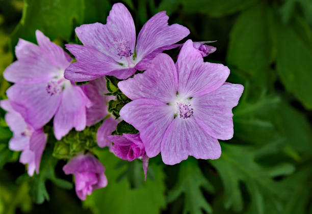 520+ Musk Mallow Photos Stock Photos, Pictures & Royalty-Free Images ...