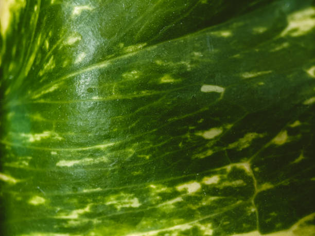 istock green leaf texture taken with a macro lens 1330280661