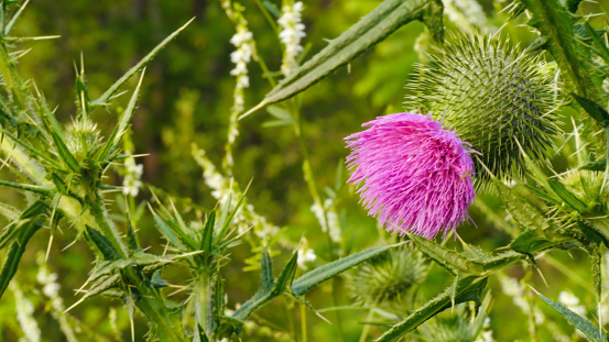 Close-up of the pink flower on a wild bull thistle plant