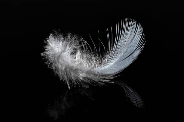 istock Lightweight white feather on the black glossy background with reflection. 1330281287