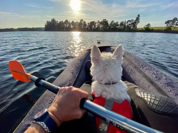 A personal perspective point of view, of a content and relaxed West Highland White Terrier. The much loved pet is wearing a red dog life jacket, for her safety and wellbeing. She is sitting in the front of an inflatable kayak, enjoying a relaxing evening adventure with her owner on a large reservoir. The cute pet is looking straight ahead, towards the setting sun, with her owner beside her, both feeling happy and relaxed, able to enjoy some time out together in the summer evening sun.