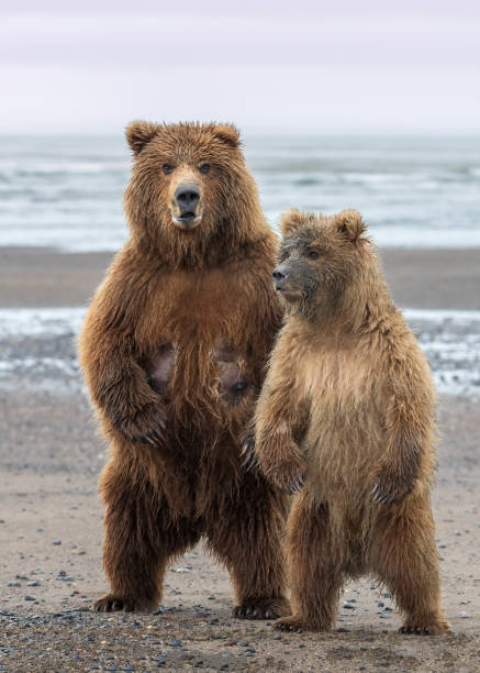 istock Coastal Brown Bear Grizzly in Alaska 1330286161
