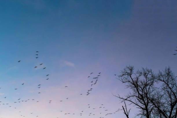 istock Flock Of Birds 1330289594