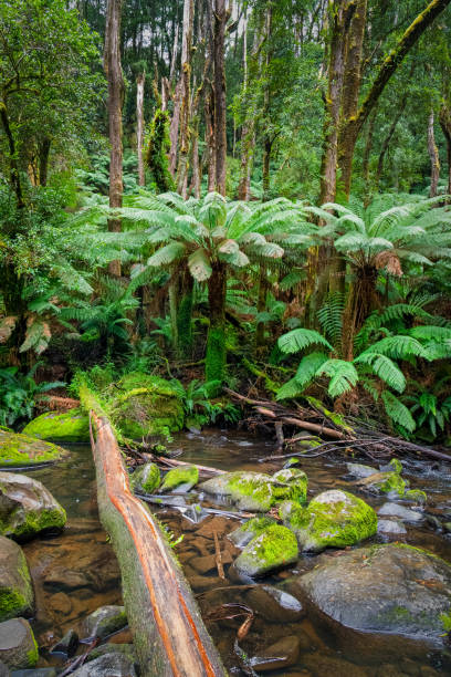 the hopetoun falls is a waterfall across the aire river that is located in the otways region of victoria - otway national park imagens e fotografias de stock