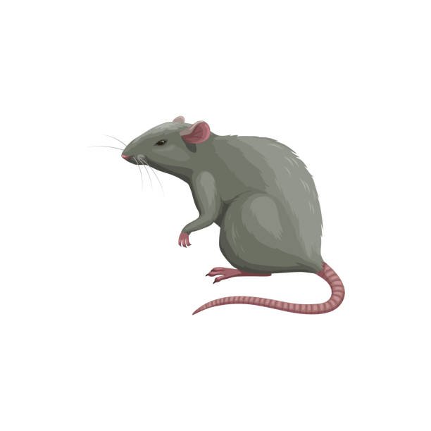 Rat icon, pest control extermination, deratization Rat icon, pest control extermination, deratization and disinsection service, isolated vector. Rat rodent and vermin animal, domestic and agriculture pest control and disinfection service symbol rat stock illustrations