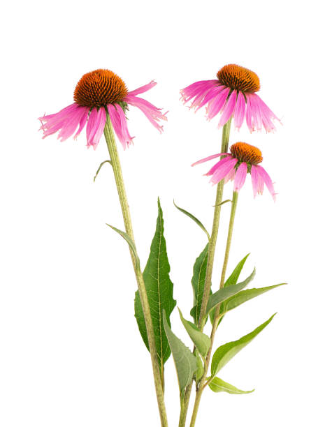 istock Echinacea purpurea flowers isolated on white background. Medicinal herbal plant. 1330291161