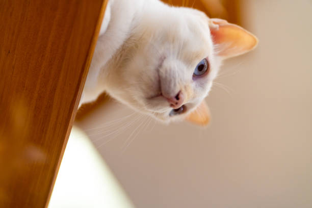 istock White cat lying on cat tree and looking around the room 1330292295