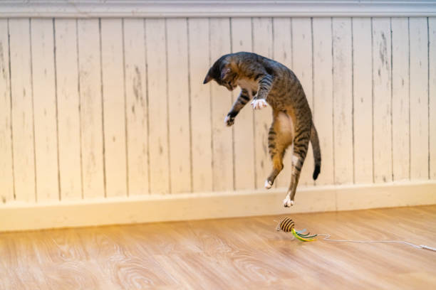 子猫は猫のおもちゃを再生し、幸せで部屋の周りをジャンプ。