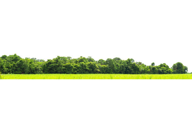 istock View of a High definition Treeline isolated on a white background, 1330295218