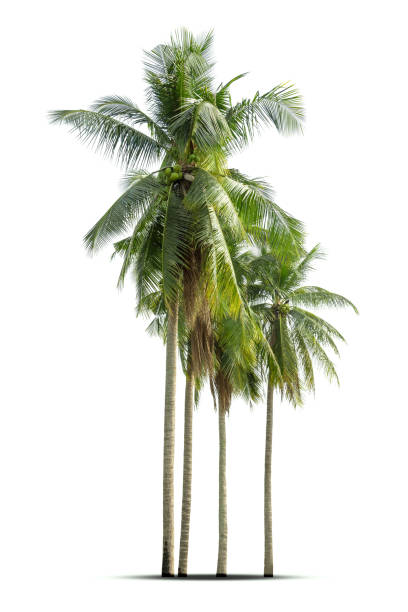 palma da cocco isolata su sfondo bianco - perennial leaf fruit tropical fruit foto e immagini stock