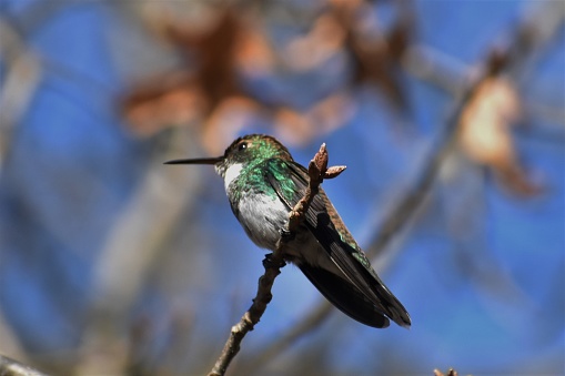 Hummingbird standing on a tree branch