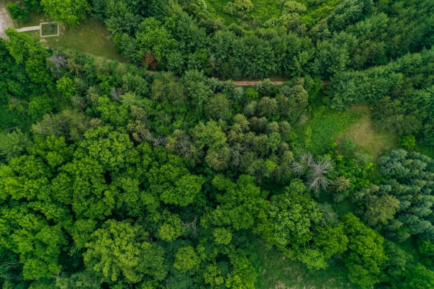 istock Heart Lake Conservation Park in Brampton at dusk, Ontario, Canada 1330297241