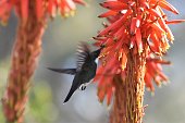 kolibri-saugt-nektar-an-einer-aloe-blume.jpg?b=1&s=170x170&k=20&c=XYYu-3Iu4XtgHc4ZSFkiXjAUY447XZdU-khrCt1yzTg=