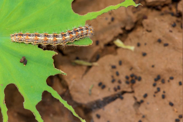 istock Caterpillar eating leaf on a green leaf. 1330299296
