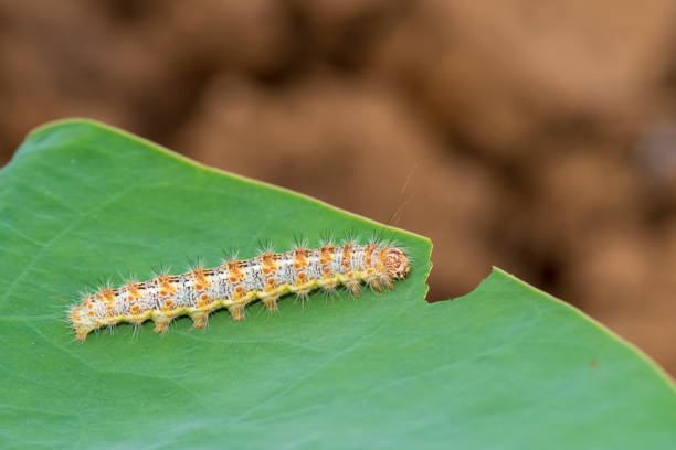 istock Caterpillar eating leaf on a green leaf. 1330299306