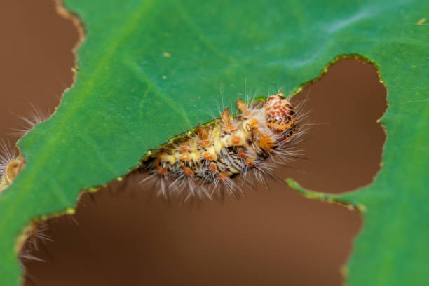 istock Caterpillar eating leaf on a green leaf. 1330299315