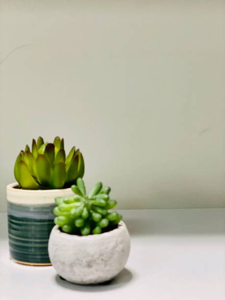 istock Potted succulent plants on neutral background 1330300127